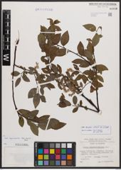 Salix bicolor Ehrh. ex Willd.